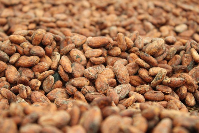 mua hạt cacao rang sạch ở đâu