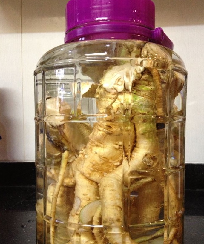 Rượu đinh lăng sạch