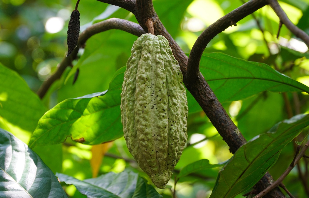 Trải nghiệm làm cacao
