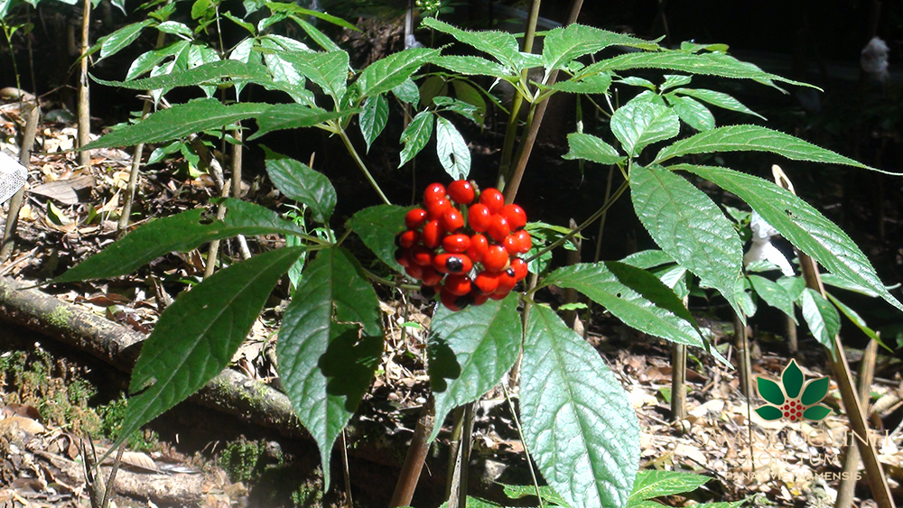 cây sâm ngọc linh