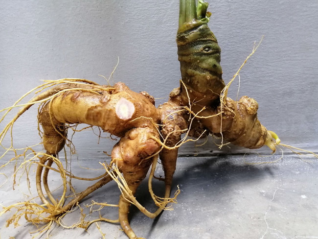 Mua sâm ngọc linh chuẩn xịn làm quà biếu ở đâu