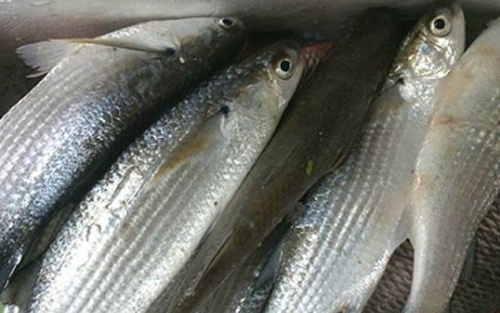 Nguyên liệu làm cá dói kho chuối xanh: