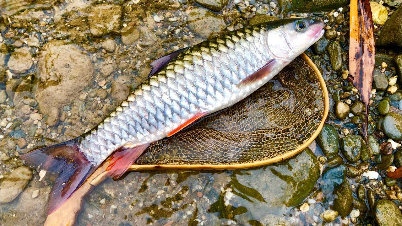 Cá dói sông - 80k/kg