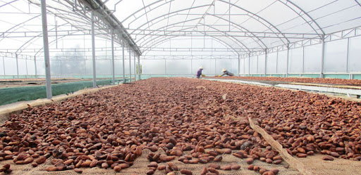 Địa chỉ mua cacao Đồng Nai chính hãng