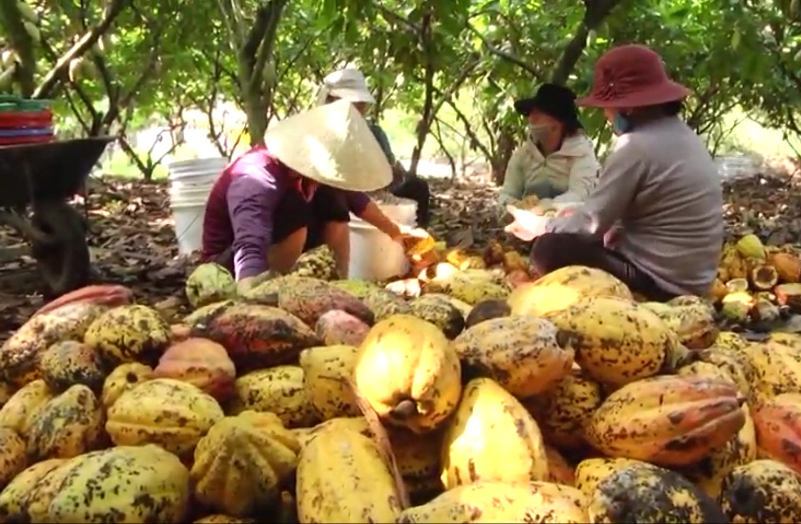 Sản phẩm ca cao của Đồng Nai được đánh giá cao