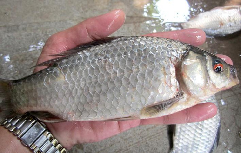 Lợi ích khi ăn cá diếc 