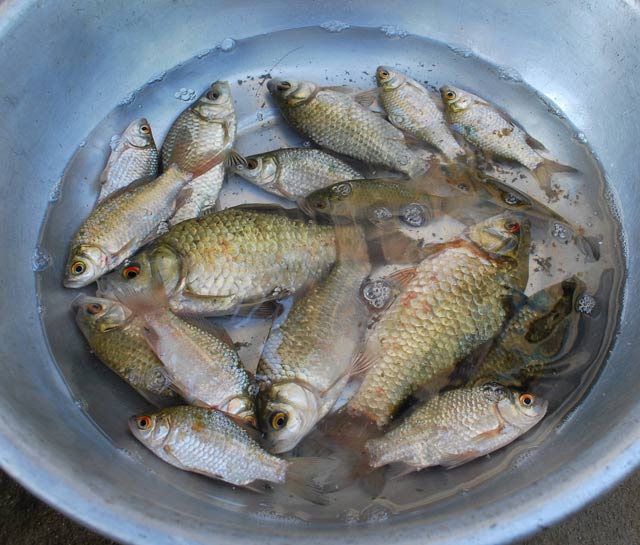 Dinh dưỡng trong cá diếc