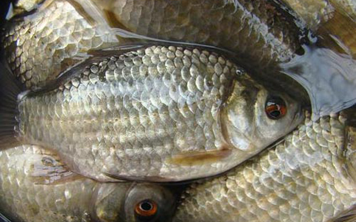 Địa chỉ bán cá diếc tươi sống tại Hà Nội, HCM