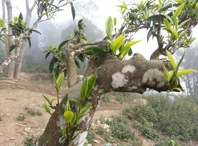 Giới thiệu về Trà Shan Tuyết cổ thụ Tà Xùa