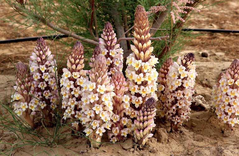 Nhục thung dung tươi - 900k/kg