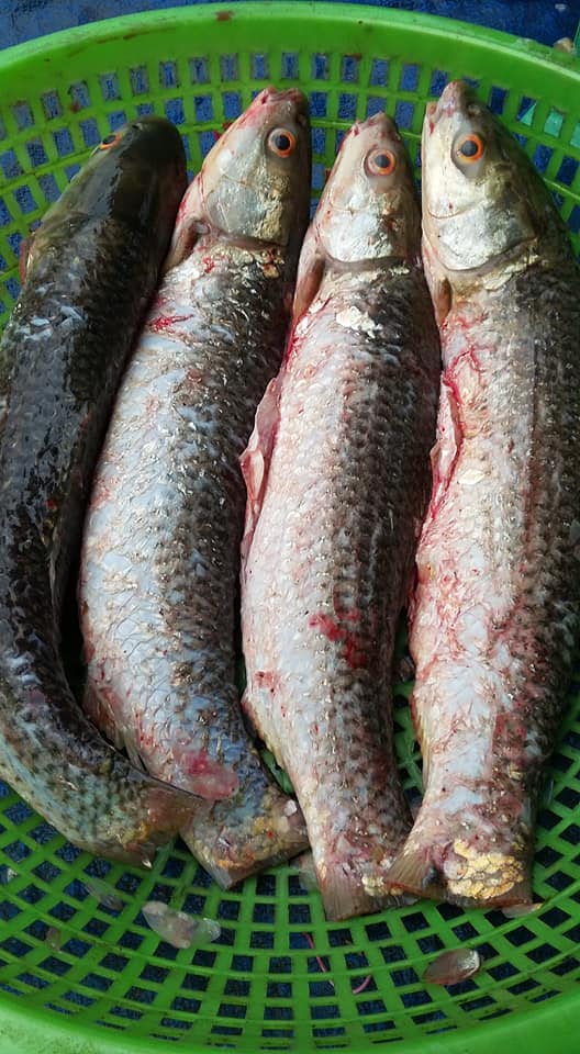 Cá rói nấu canh chua