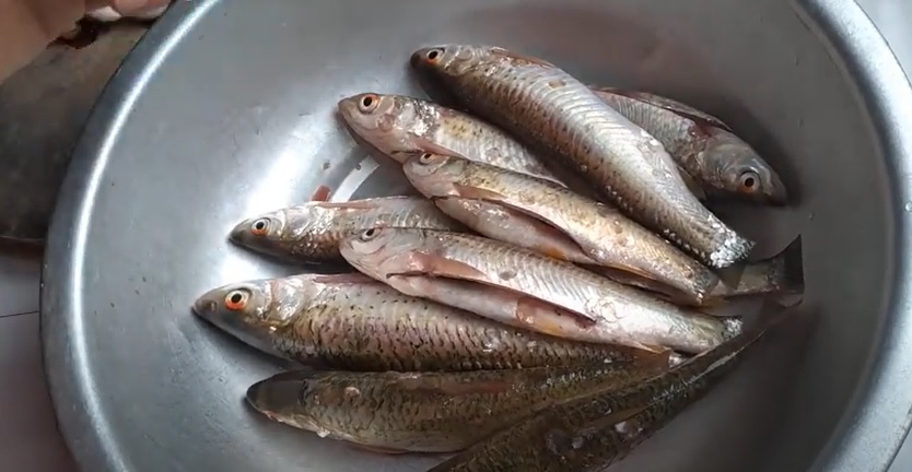 Cửa hàng bán Cá rói sông Đà tươi sống - 120k/kg