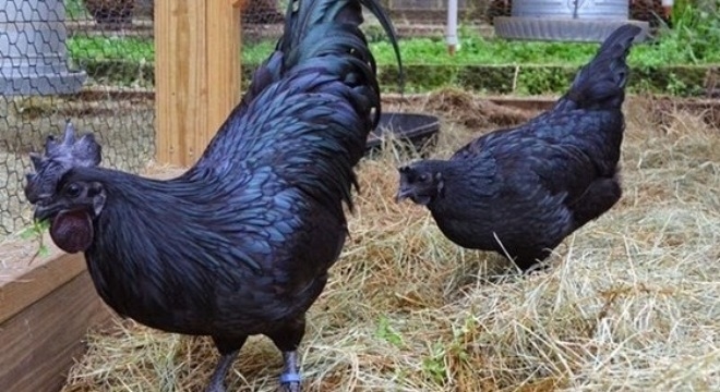 Gà đen Hmong chuẩn xịn - 220k/kg