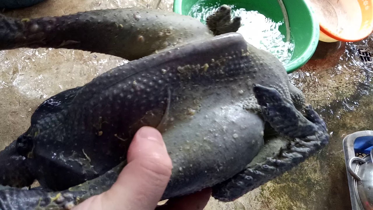 Gà H’mông hấp muối