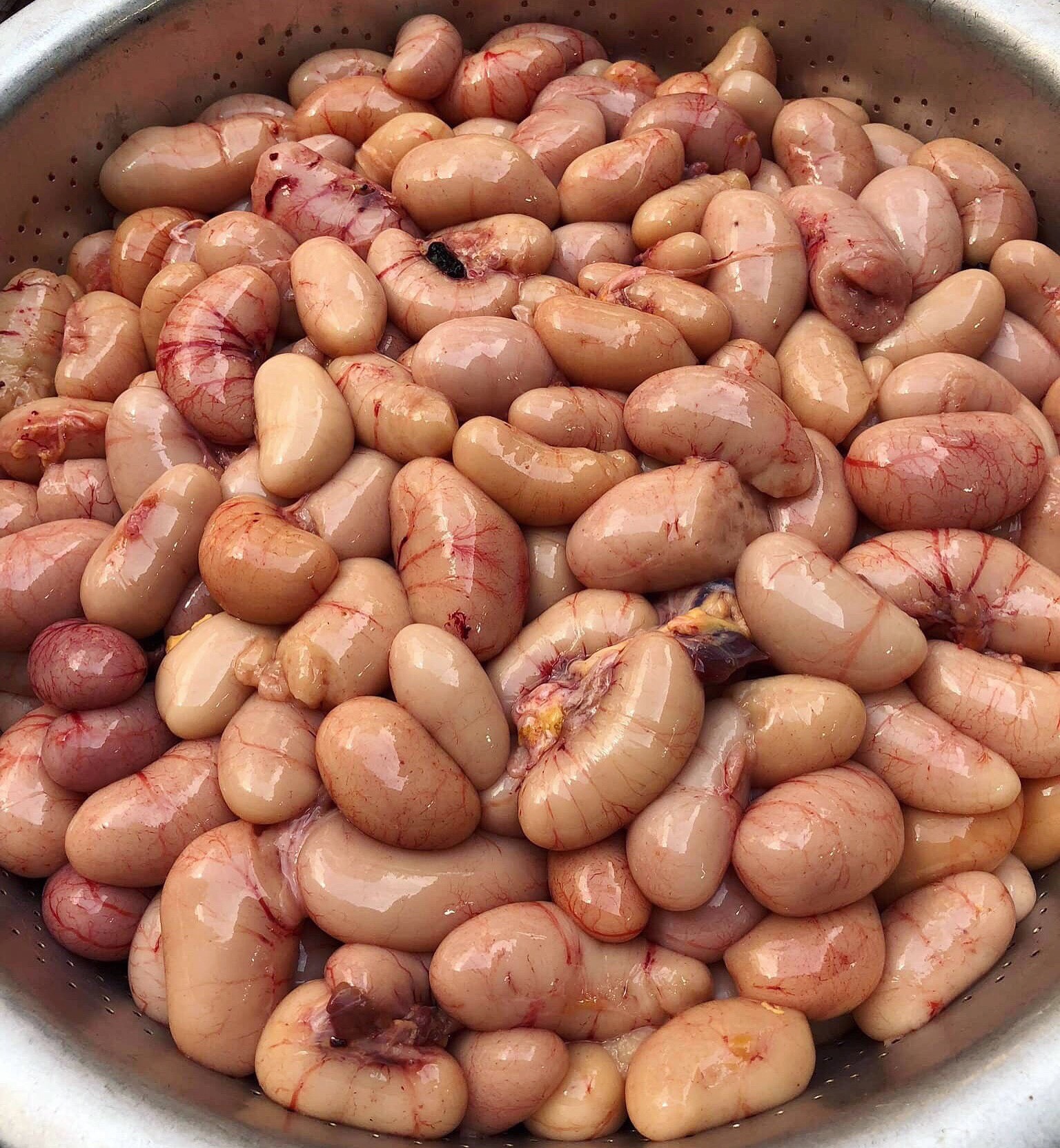 Giới thiệu về kê chim bồ câu