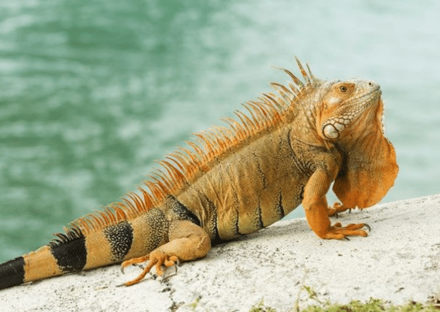 Kỳ nhông tươi sống là gì?