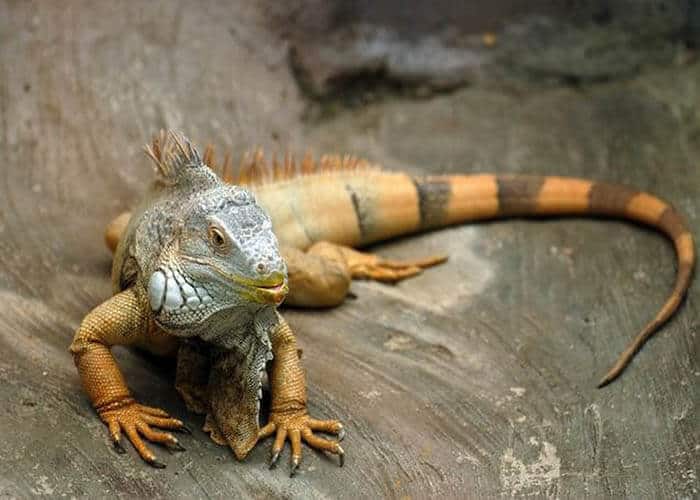 Sử dụng Kỳ nhông tươi sống có tác dụng gì?