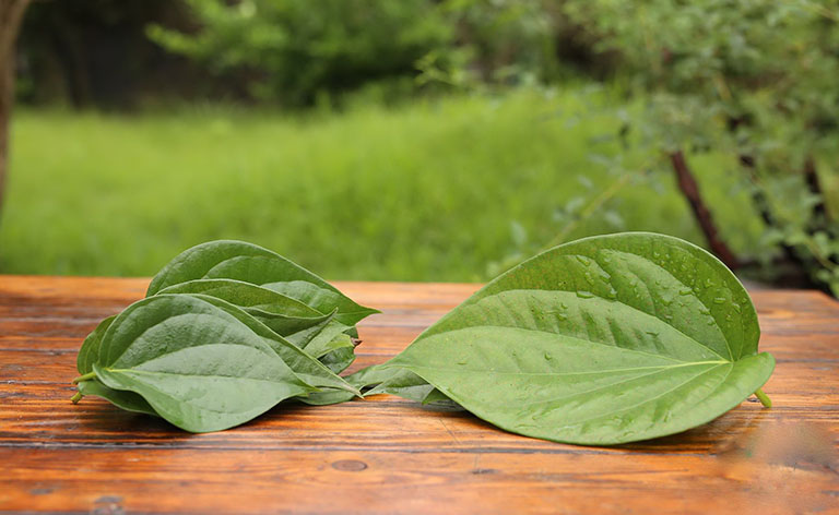 Giới thiệu về lá trầu không tươi 