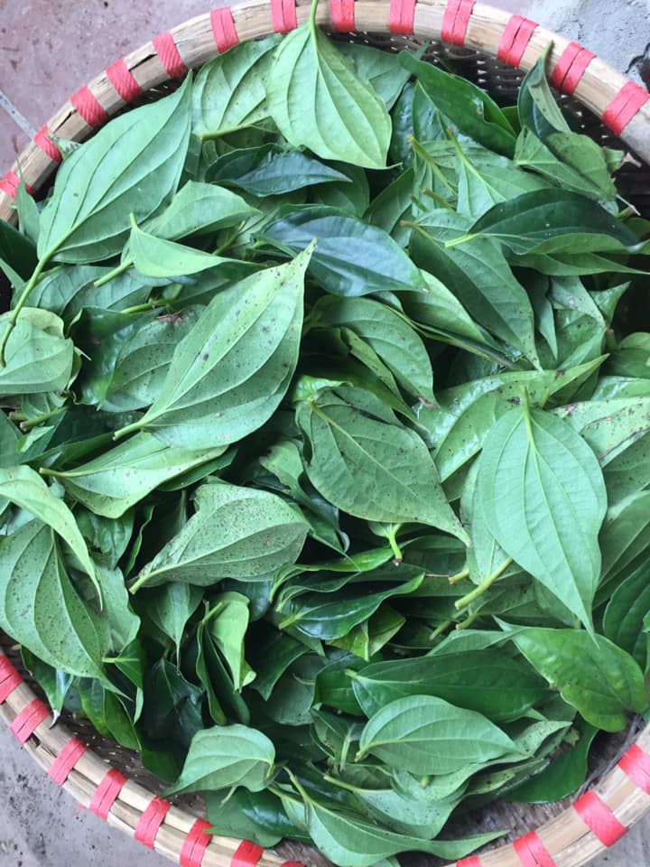 Liều dùng thông thường của trầu không là bao nhiêu?