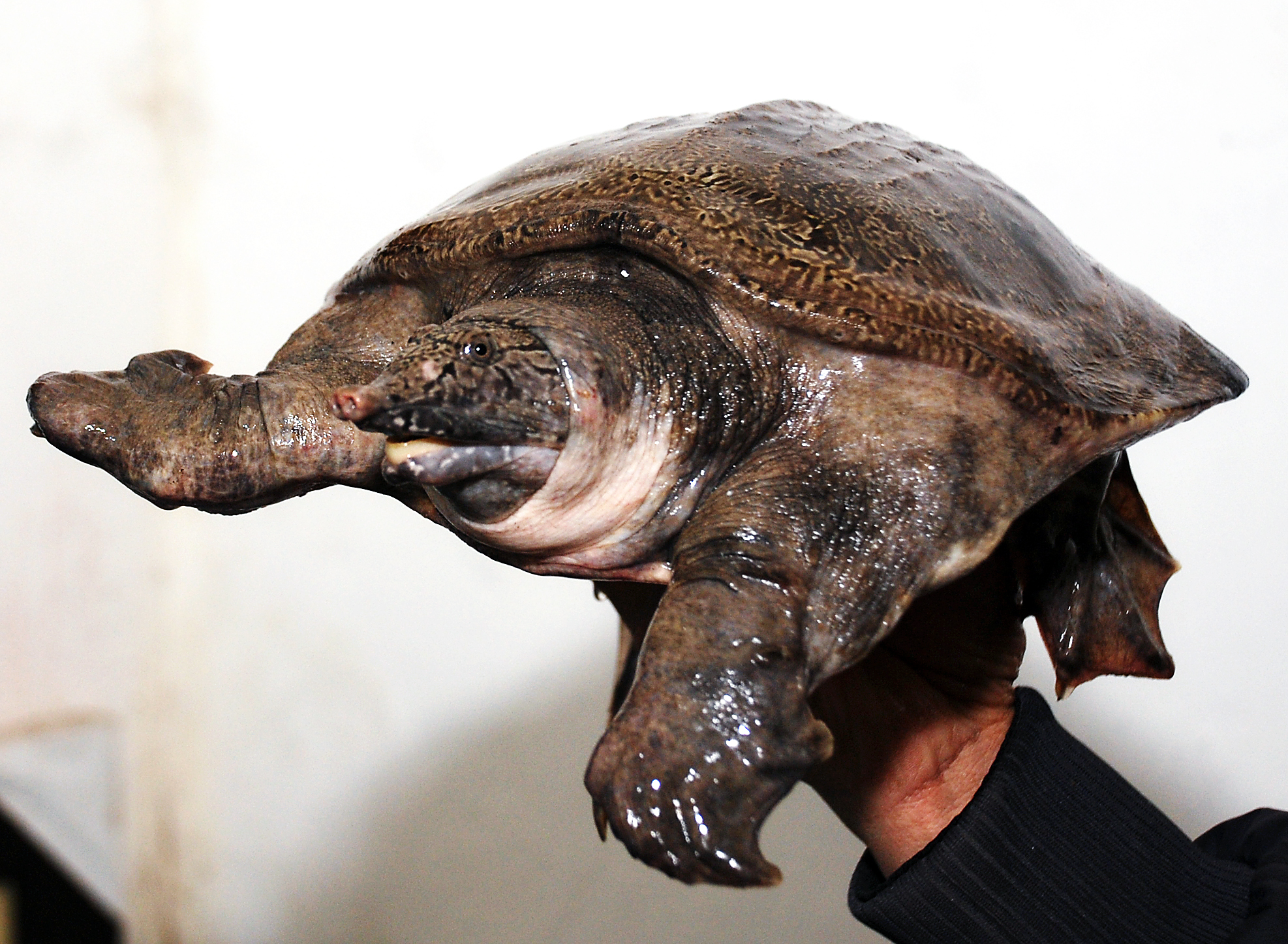 Baba ao quê hỗ trợ thịt  - 450k/kg