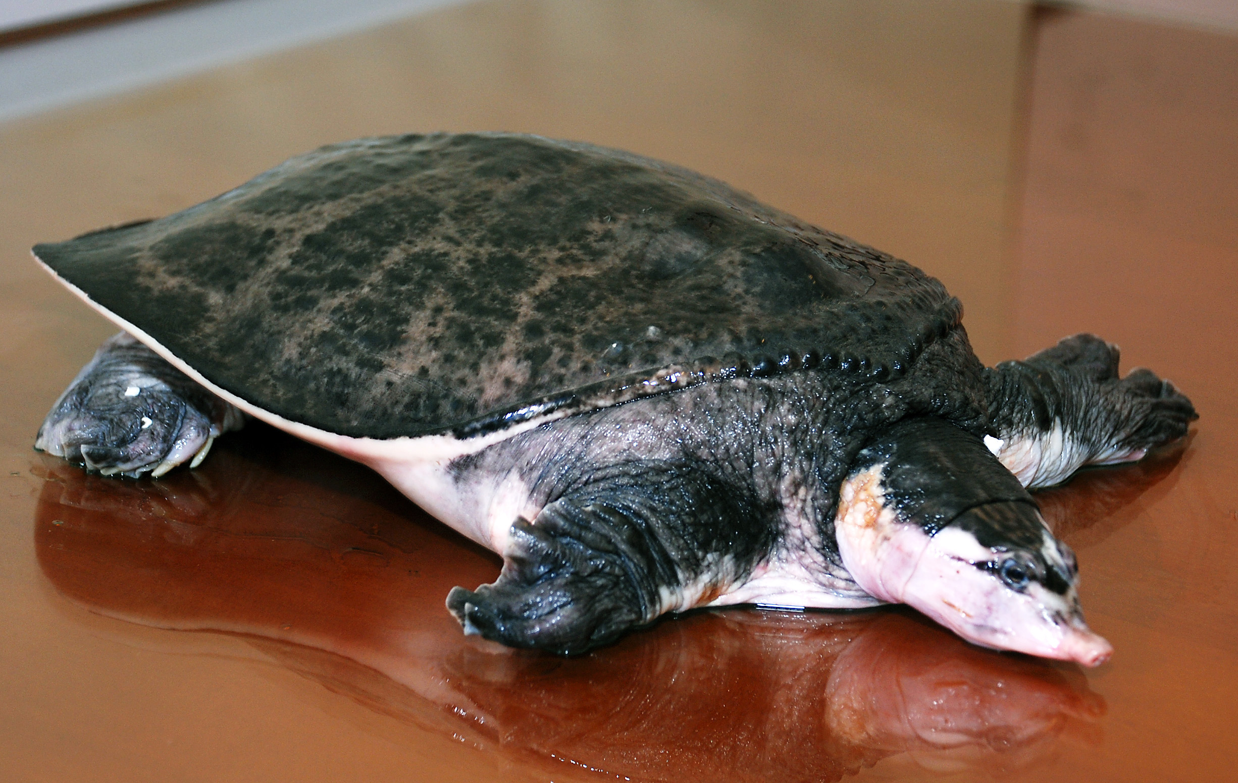 Baba ao quê hỗ trợ thịt  - 450k/kg