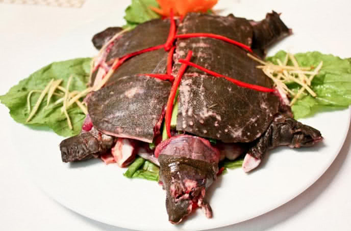 Cách làm thịt ba ba đúng, không bị tanh