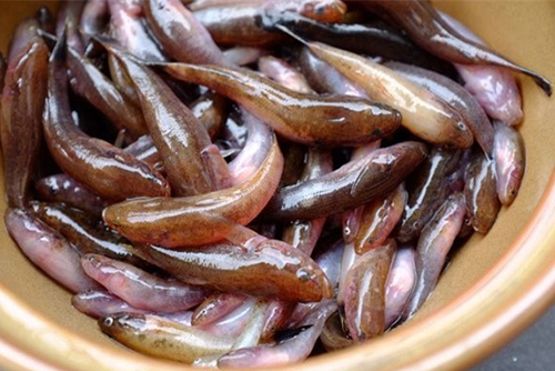 Đặc tính của cá bống