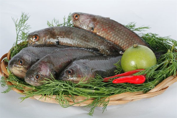 Cá rô đồng là cá gì?