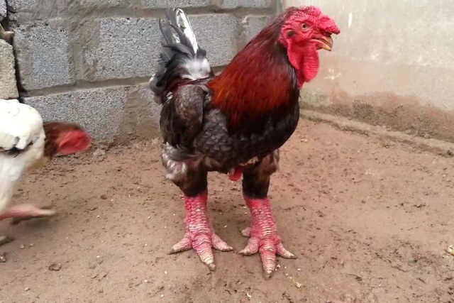 Gà đông tảo chân vừa - 350k/kg