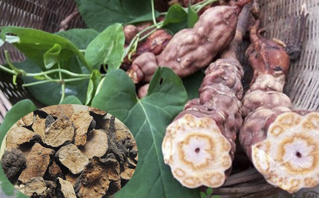 Nhân sâm hà thủ ô có tác dụng gì?