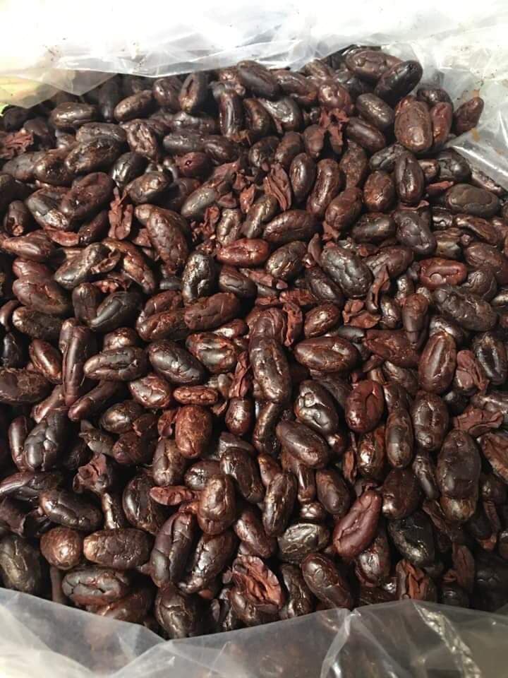 hạt cacao rang
