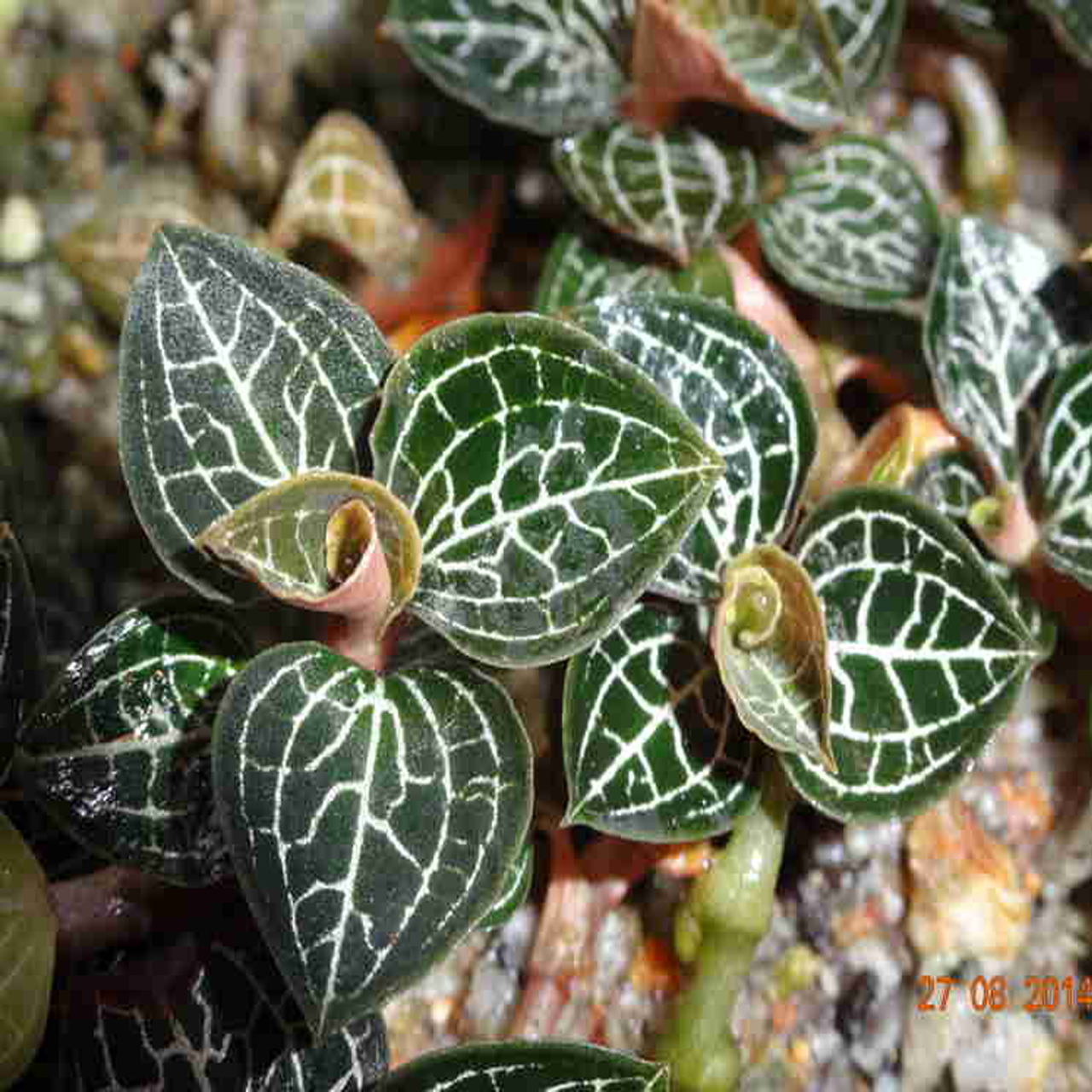 Điều trị chứng mất ngủ bằng cây lan gấm