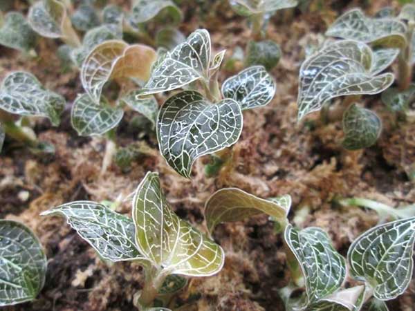 Lá lan kim tuyến tươi - 180k/lạng