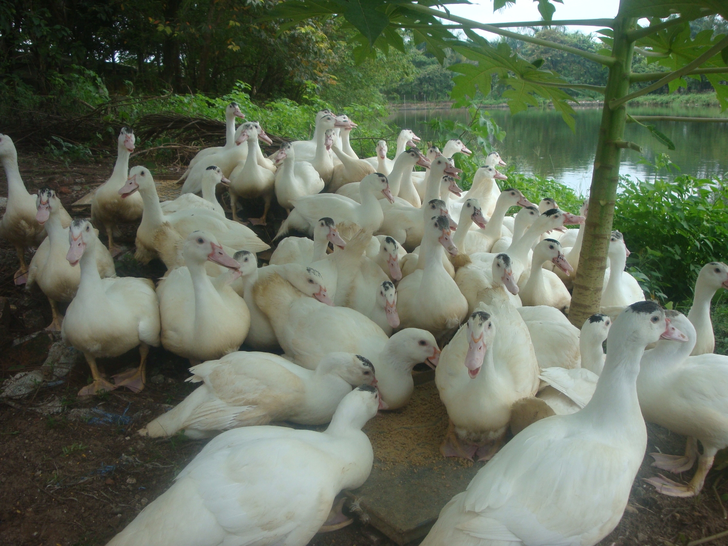 Ngan sạch thả vườn 120k/kg