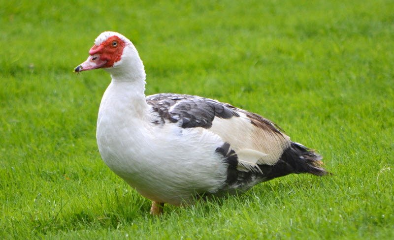 MỘT SỐ ĐIỀU CẦN BIẾT VỀ THỊT NGAN