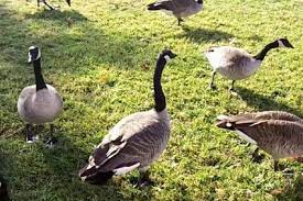 Ngỗng bao làm sạch - 180k/kg