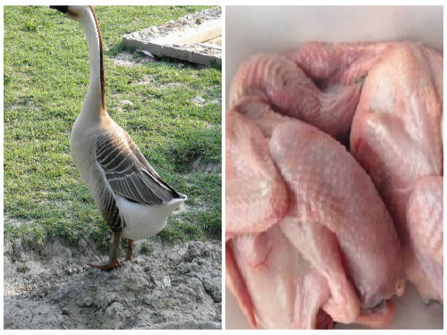 Thịt ngỗng nấu món gì ngon?