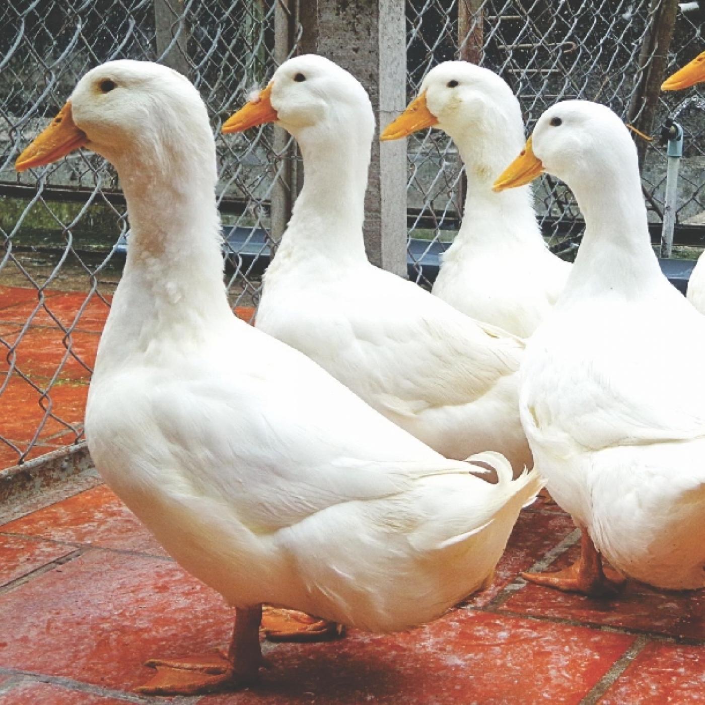 Vịt bầu cánh trắng - 120k/kg