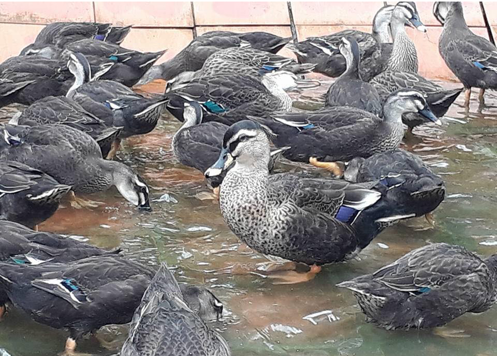 Thịt vịt trời chế biến như thế nào?