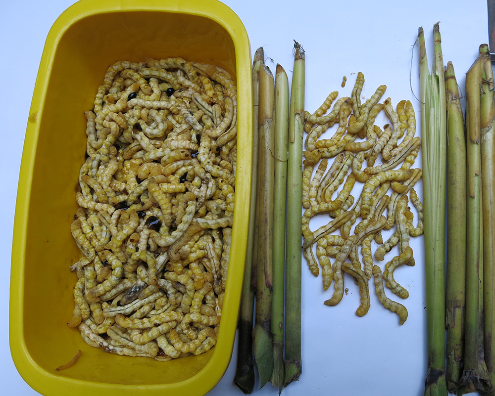 Lợi ích khi sử dụng sâu chít