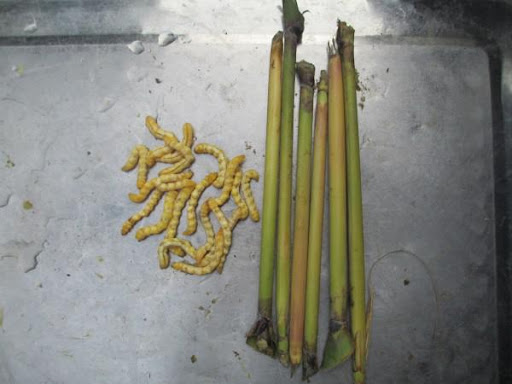 Sâu chít là con gì?