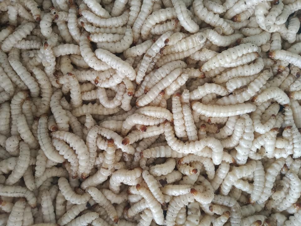 Giới thiệu về sâu tre