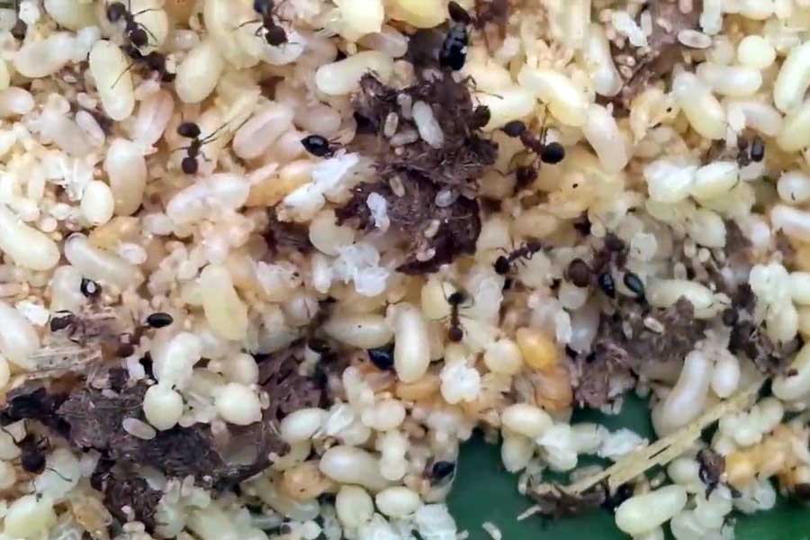 Trứng kiến tươi có ăn được không?