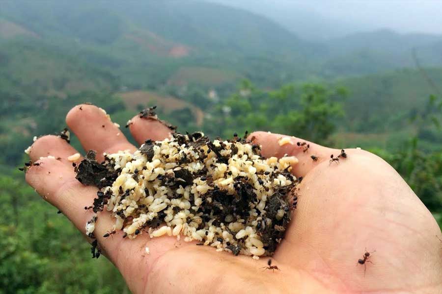 Lưu ý khi ăn trứng kiến bạn nên biết