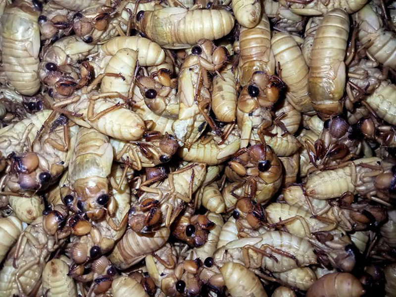 Ve sầu non: 550k/1kg