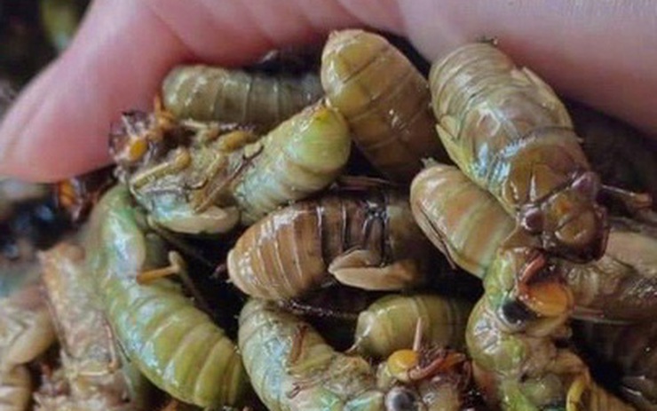 Sơ chế ve sầu non như thế nào?