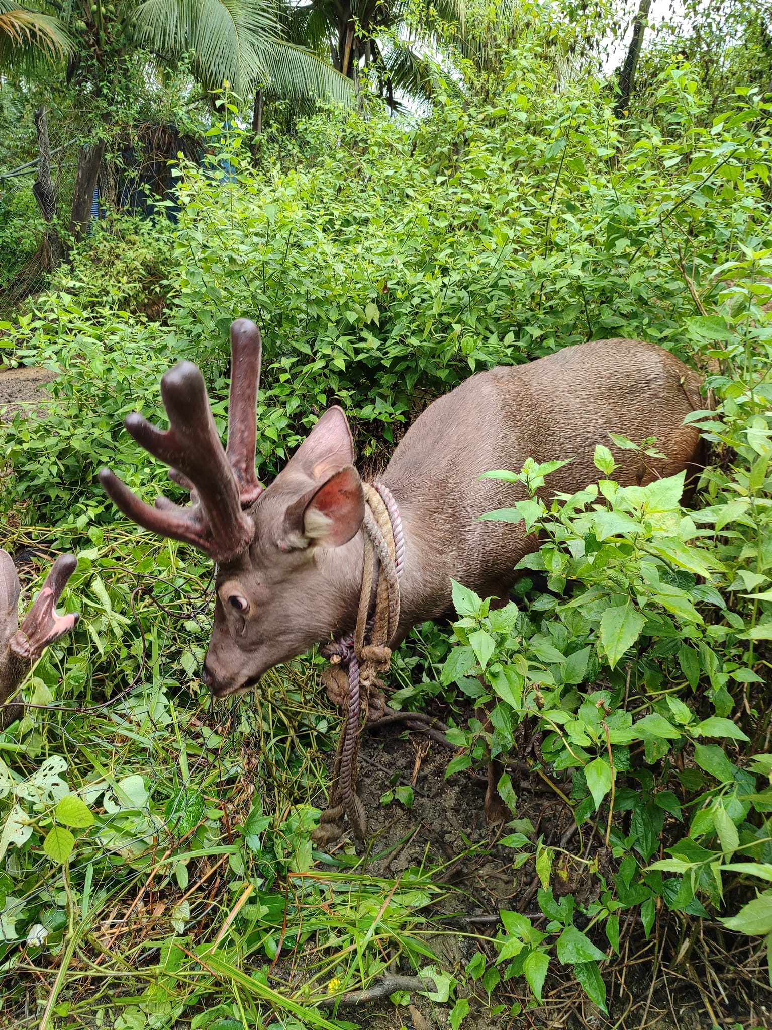 Giới thiệu về nhung nai Vĩnh Kim