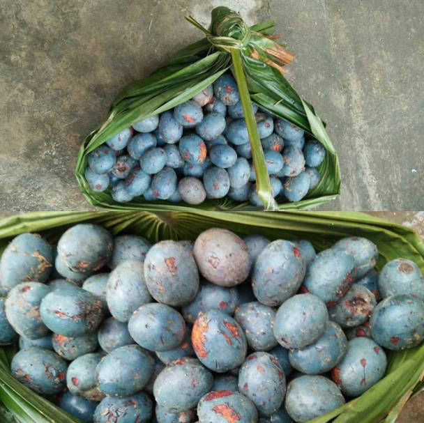 Mua cọ nếp rừng ở đâu?