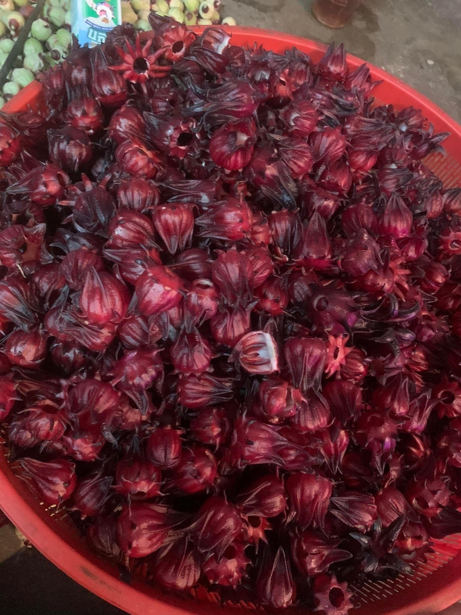 Giới thiệu về hoa atiso