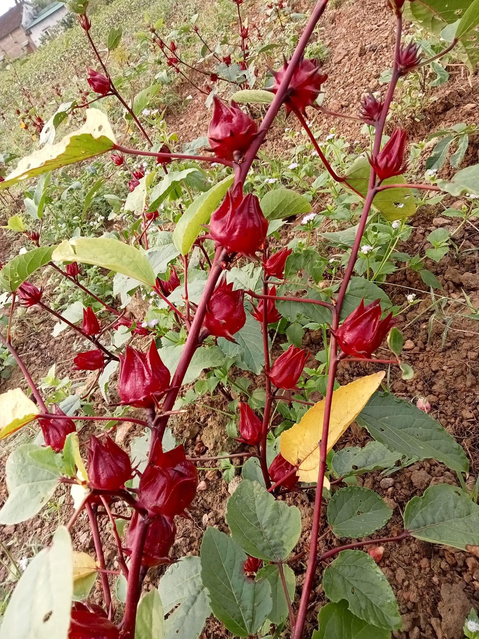 Lợi ích khi sử dụng hoa atiso